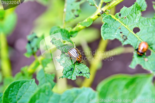 Image of Colorado beetle and larva on potato leaves