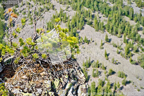 Image of Cedar on the edge of a cliff