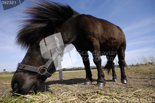 Image of Pony is eating grass