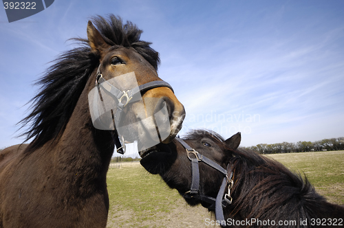 Image of Sad and angry horse couple