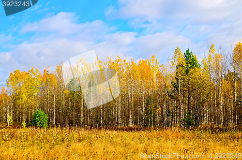 Image of Forest autumn yellow and blue sky