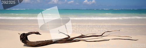 Image of Exotic beach and driftwood