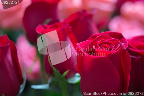 Image of red roses background