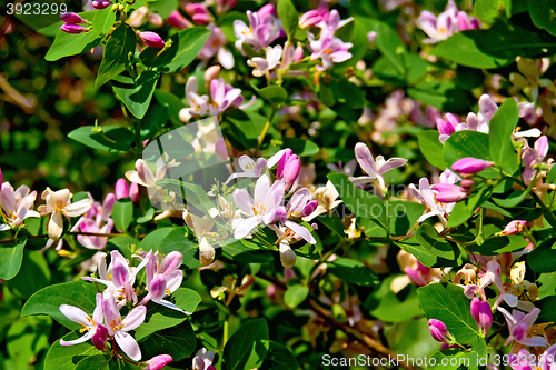 Image of Honeysuckle pink with leaves