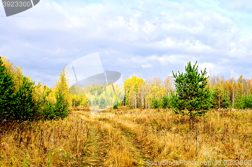 Image of Forest autumn with pines and road