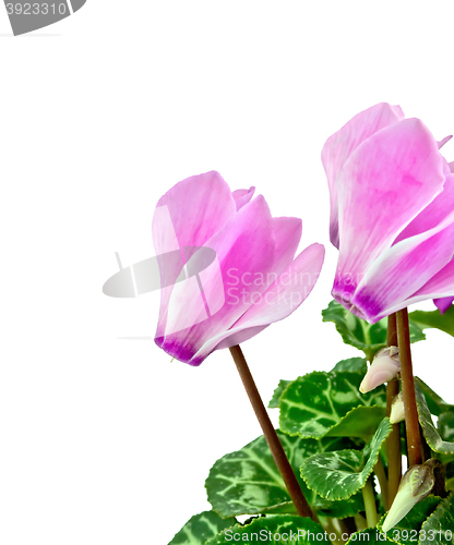 Image of Cyclamen pink with leaves