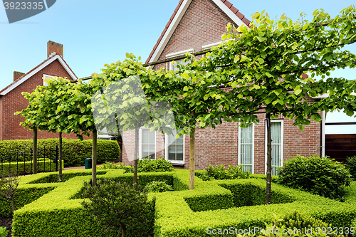 Image of Decorative green buxus bushes