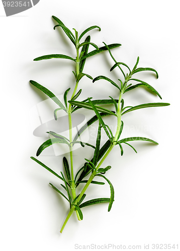 Image of green rosemary on white background