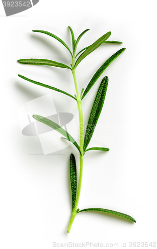 Image of green rosemary on white background