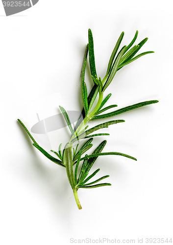 Image of green rosemary on white background