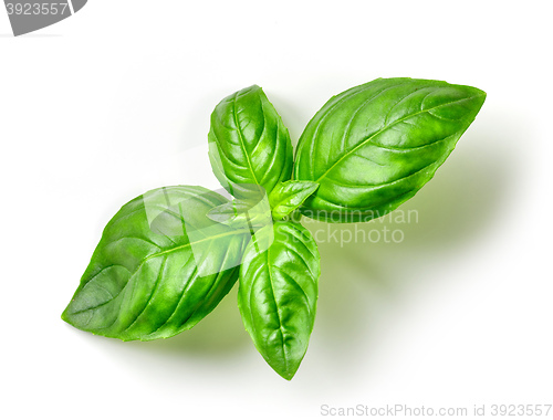Image of fresh green basil