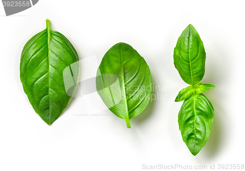Image of fresh green basil leaves