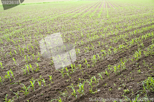 Image of sunny farmland scenery