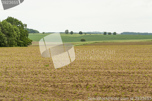 Image of agricultural scenery