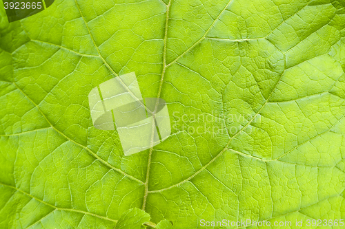 Image of green leaf detail