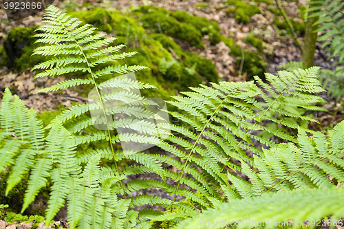 Image of fresh green fern leaves