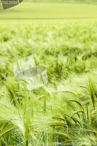 Image of barley field detail