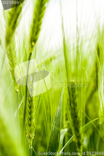 Image of barley field detail