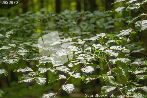 Image of glossy green leaves