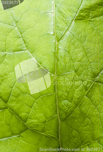 Image of green leaf detail