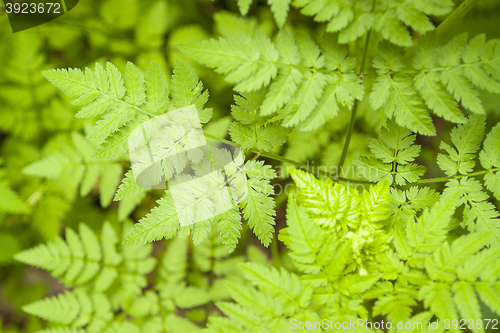 Image of green leaves pattern