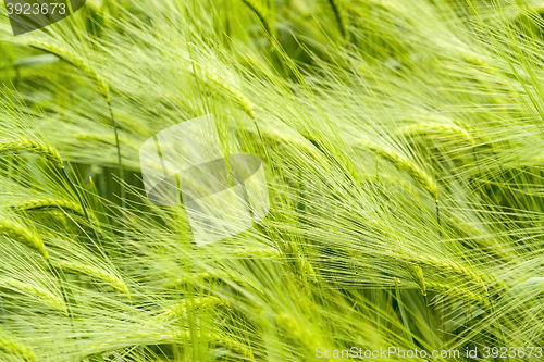 Image of barley field detail