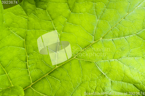 Image of green leaf detail