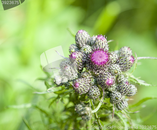 Image of young thistle buds