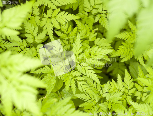 Image of green leaves pattern