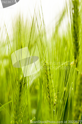 Image of barley field detail