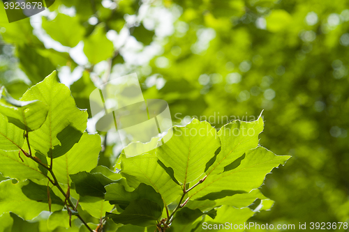 Image of translucent green leaves