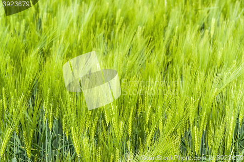 Image of barley field detail