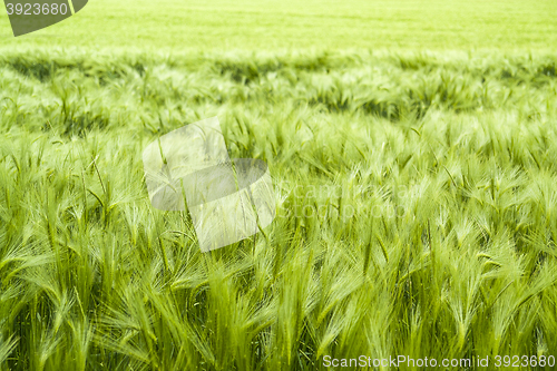 Image of barley field detail