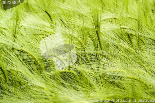 Image of barley field detail