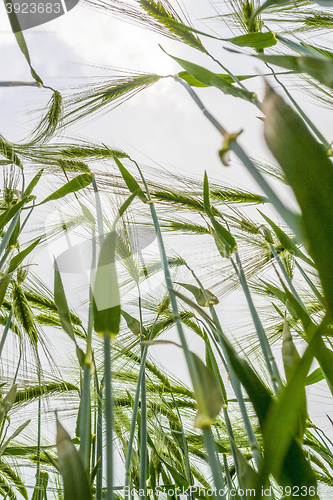 Image of barley field detail