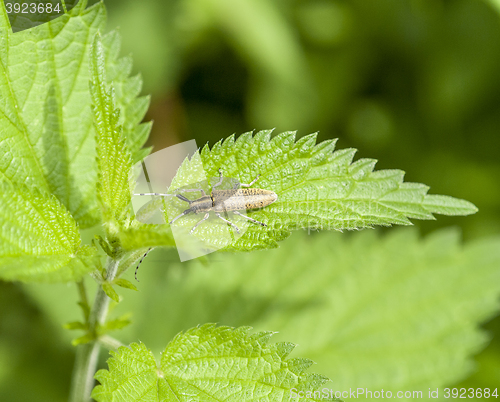 Image of golden-bloomed grey longhorn beetle