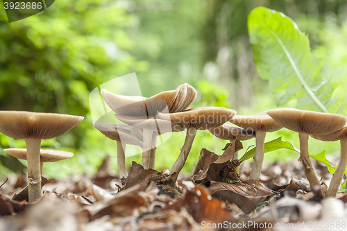 Image of mushrooms in natural ambiance