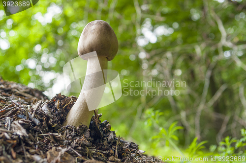 Image of mushroom in natural ambiance