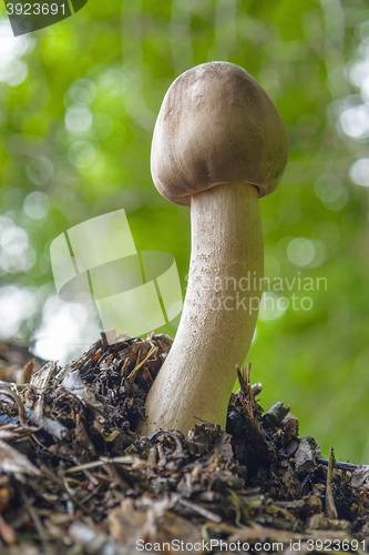 Image of mushroom in natural ambiance