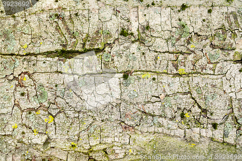 Image of abstract bark closeup