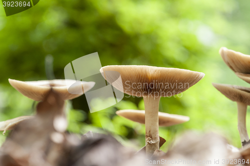 Image of mushrooms in natural ambiance