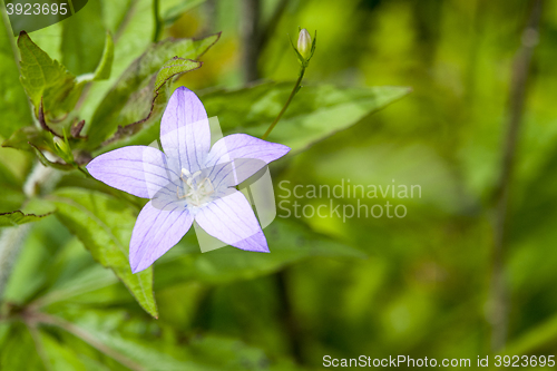 Image of spreading bellflower bloom