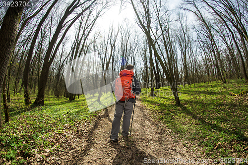 Image of Male hiker looking to the side walking in forest