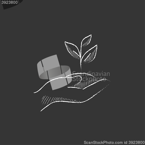 Image of Hands holding seedling in soil. Drawn in chalk icon.