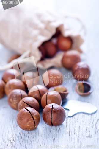 Image of macadamia