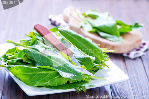 Image of fresh sorrel