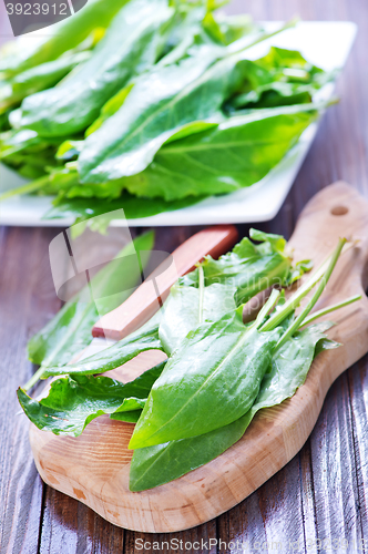 Image of fresh sorrel