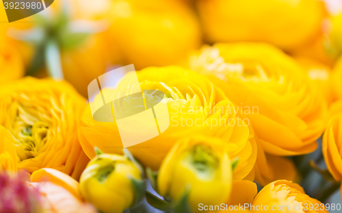 Image of close up of beautiful yellow ranunculus flowers
