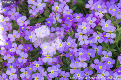 Image of Background of flowers