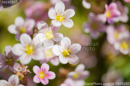 Image of Background of pink flowers